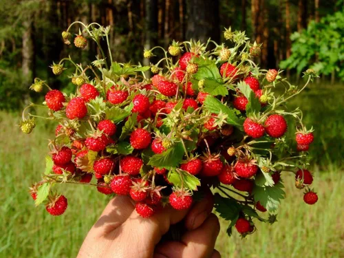 Vista 8 de Semillas Alpine Strawberry Regina No GMO Heirloom Everbearing
