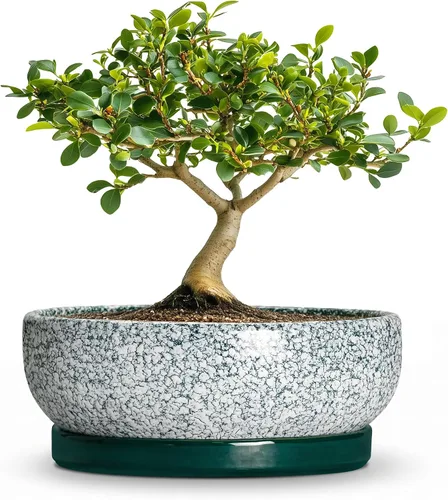 Vista 35 de Succulent Pots, 6 Inch Ceramic Bonsai Pots with Saucer, Blue