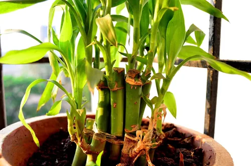 Vista 6 de Mezcla de tierra para macetas de bonsái de bambú, turba y perlita (½ galón/2 cuartos de galón). Repot Ficus, Suelo de bambú de la suerte