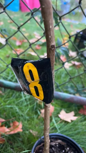 Vista 5 de Ginkgo Biloba Planta exacta #8Seedling sin sexo a raíz desnuda 3 años de edad