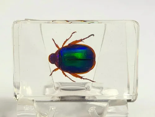 Vista 28 de 44mm Hormiga gigante tropical real en resina de lucita transparente cristalina, espécimen preservado Pseudoneoponera Rufipes, taxidermia
