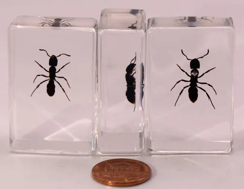 Vista 7 de 44mm Hormiga gigante tropical real en resina de lucita transparente cristalina, espécimen preservado Pseudoneoponera Rufipes, taxidermia