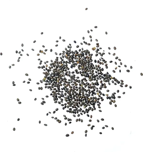 Vista 6 de Seed Needs Semillas saladas de verano para plantar hierbas tradicionales sin OMG, 1 paquete