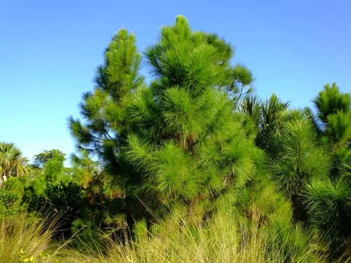 Vista 5 de Slash Pine Tree Semillas Premium Pinus elliottii Plants' (Semillas premium, 10)