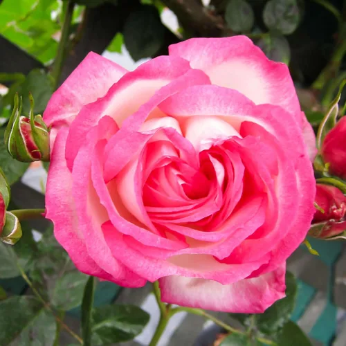 Vista 12 de Rosas trepadoras tradicionales, planta de raíz propia viva para jardín al aire libre, Compassion®, excepcionalmente fragantes, zonas de rusticidad