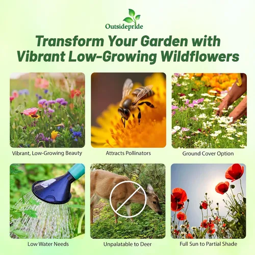 Vista 2 de Outsidepride Semillas anuales de flores silvestres cortas y cobertura de suelo de bajo crecimiento