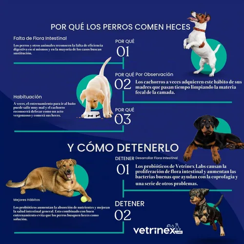 Vista 8 de Probiótico - Tratamiento de coprofagia para perros - Detén y evita que el perro coma caca - No comer heces, disuasorio y prevención - Probióticos