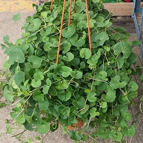 Vista 3 de 100 semillas de centella asiática, semillas indias de Pennywort Gotu Kola