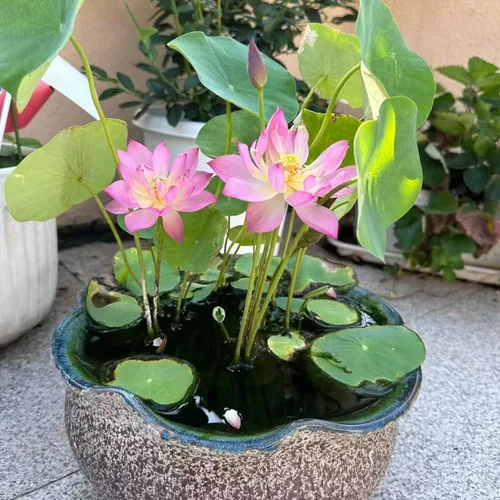 Vista 6 de 20 semillas de loto para plantar, semillas de loto de bonsái, flor de lirio acuático, plantas acuáticas, ideales para estanques, semillas de plantas