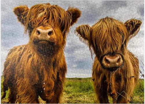 Vista 9 de MyPuzzle Two Highland Cows - Rompecabezas prémium de 100 piezas para adultos