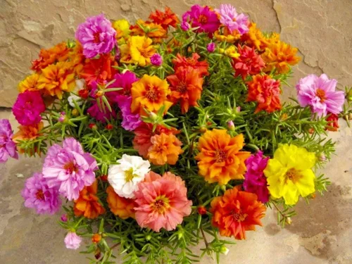 Vista 7 de Purslane - Mezcla de semillas de flores grandes, Portulaca Grandiflora, semillas suculentas de musgo rosa para plantar más de 1000 semillas