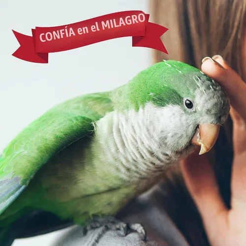 Vista 8 de Nature's Miracle Limpiador de superficies y jaula para pájaros