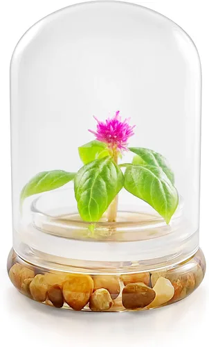 Vista 2 de Terrario de flores vivas, cero cuidado, ideal para el trabajo, el hogar, regalo único. Larga duración