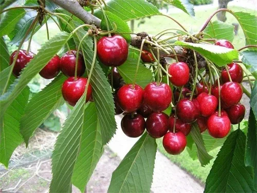 Vista 5 de Semillas de Cereza Dulce Semillas Prunus avium 20 Pcs - Semillas de Cerezo