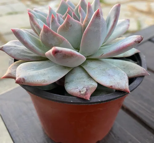 Vista 3 de Live Echeveria Blue Bird - Planta suculenta de 4 pulgadas, baja agua, tolerante a la sequía con tierra, floración durante todo el año, verde