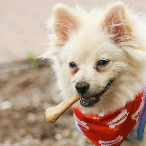 Vista 7 de Nylabone Healthy Edibles Masticables Naturales para Perros de Larga Duración con Sabor a Tocino para Perros, X-Pequeño/Muy Pequeño (2 Unidades)