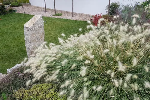 Vista 5 de 30 semillas de flores de setaceum Pennisetum de hierba blanca