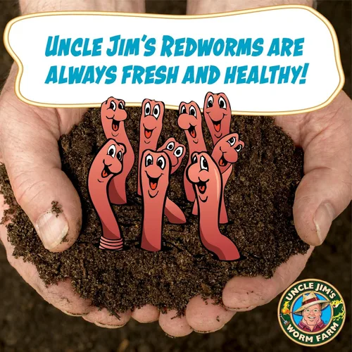 Vista 4 de Uncle Jim's Worm Farm Mezcla de gusanos de compostaje Red Wiggler de 250 unidades para suelo de jardín o pesca Paquete de iniciación de gusanos
