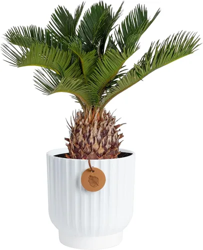 Vista 12 de Costa Farms Planta viva de palma de bambú en maceta decorativa, planta de interior grande purificadora de aire, perfecta para decoración del hogar