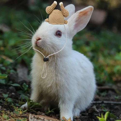 Vista 3 de Sombrero de pavo de conejillo de indias – Mini correa ajustable, bonito sombrero de conejo hecho a mano, accesorios de ropa de animales pequeños