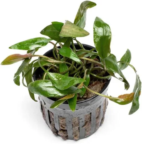 Vista 8 de SubstrateSource Cryptocoryne Plantas de acuario vivas, planta de agua dulce para acuarios, tanques de peces plantados, aptas para principiantes