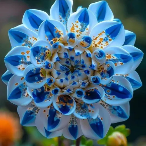 Vista 5 de Más de 100 semillas de dalia laberinto para plantar, semillas exóticas de dalias de laberinto de flores, sin OMG, jardín de reliquia para interiores