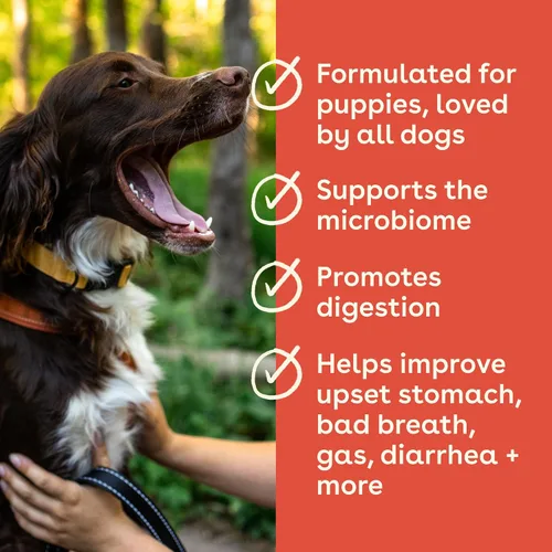 Vista 3 de Pupford Suplemento de salud intestinal e inmunidad para cachorros y perros adultos, fabricado en los Estados Unidos, aprobado por veterinarios, sin