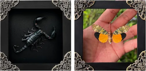 Vista 149 de 2 Real Dragonfly Specimens Shadow Box Framed Insect Display Oddities Curiosities Entomology Collection Natural History Wall Decor Gift for Nature
