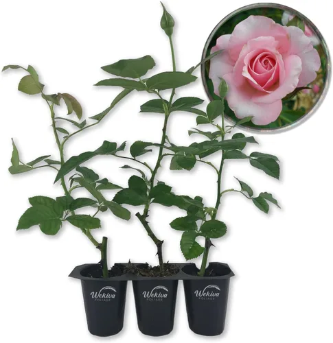 Vista 7 de Our Lady of Guadalupe Rose Bush - Planta de inicio en vivo en una maceta de 2 pulgadas, rosa herencia bellamente fragante de Florida, una belleza