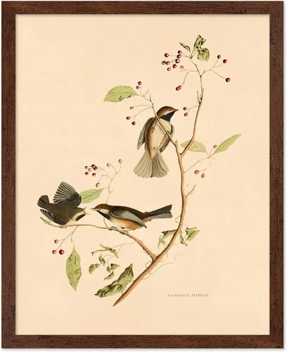 Vista 16 de Poster Master Póster Vintage de Titmouse Canadiense - Impresión Retro de Aves de América - Arte de Aves - Regalo para Hombres, Mujeres y Amantes
