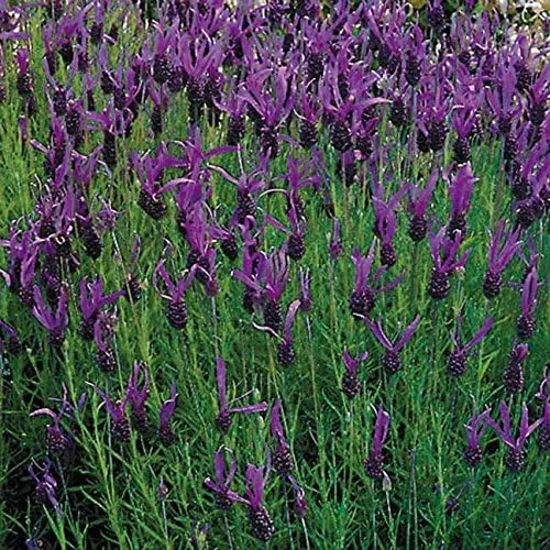 Vista 4 de Park Seed Semillas de lavanda inglesa, ricas en aceites esenciales, paquete de 100 semillas
