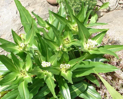 Vista 2 de Palm Beach Medicinal Herbs - Genciana tibetana (Gentiana tibetica) - Paquete de 20 Semillas