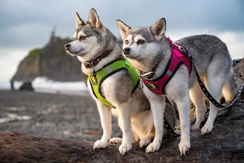 Vista 5 de EcoBark - Arnés para perro, arneses de taza de té ecológicos para perros XXS, XS y pequeños - Arnés reflectante y ajustable para cuerpo mini