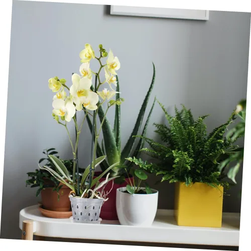 Vista 5 de Macetas transpirables para orquídeas, paquete de 2 recipientes de plástico para plantas, control de raíces para orquídeas, macetas decorativas