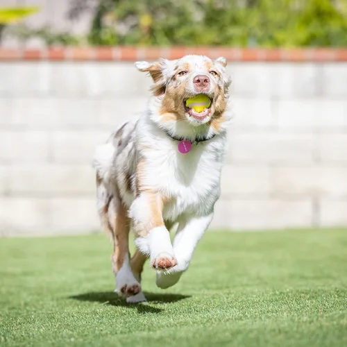 Vista 6 de Hyper Pet MINI Pelotas de tenis para perros, pelota segura para perros para ejercicio y entrenamiento, juguetes interactivos funcionan con Hyper Pet