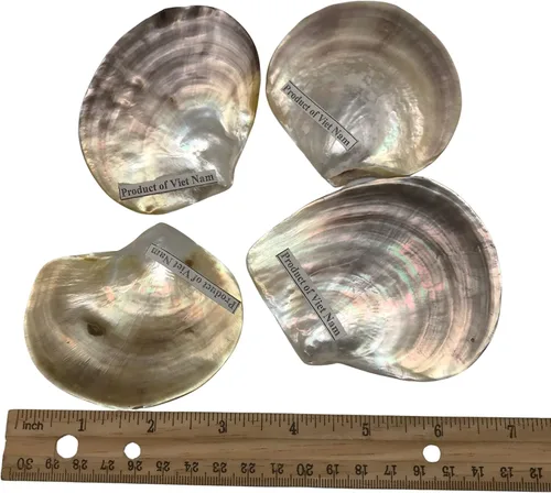 Vista 5 de PEPPERLONELY 4 unidades de plata perla M.O.P. Natural Pearl Oyster Sea Shells, 2-1/2 pulgadas ~ 3-3/4 pulgadas