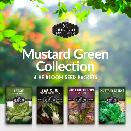 Vista 2 de Semillas de color verde mostaza para plantar, paquete variado de 4 hojas verdes tradicionales Tatsoi, Southern Giant, Giant Red, Pak Choi Mustard
