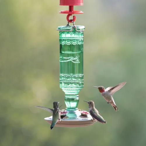 Vista 8 de Perky-Pet 8108-1SR - Comedero de vidrio para colibríes para exteriores, estilo botella antigua, comederos para colibríes de 10 onzas para decoración