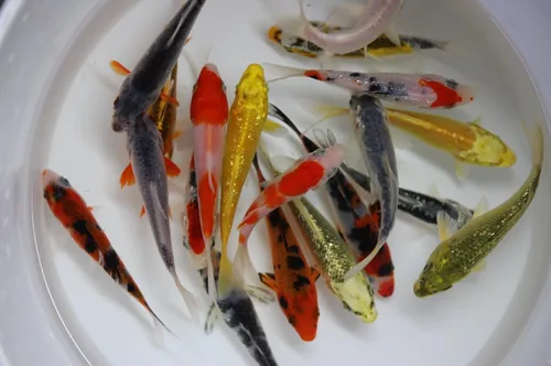 Vista 4 de select Paquete de 10 peces koi vivos de 3-4 pulgadas