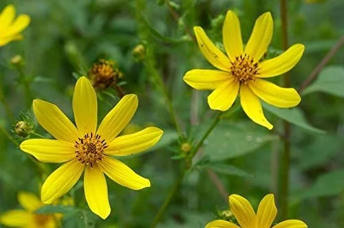 Vista 7 de Caléndula del pantano - Las flores brillantes de oro amarillo volverán a sembrar (25 - Semillas)