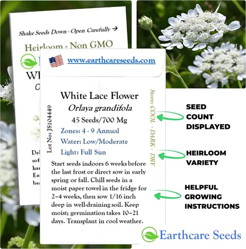 Vista 2 de Orlaya White Lace Flower 45 Seeds (Orlaya grandiflora) Heirloom - Non GMO - Open Pollinated