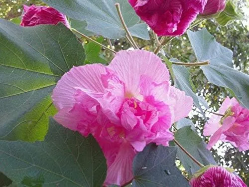 Vista 2 de Semillas de Rosa Confederadas Doble Rosa Muy Hermosas y Resistentes(25 - Semillas)