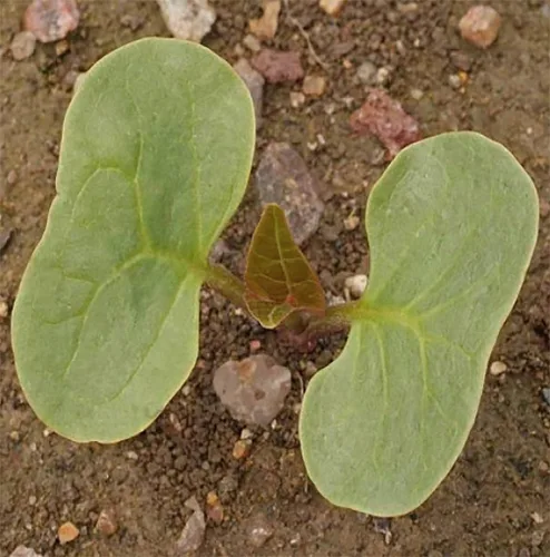 Vista 5 de 80 semillas mixtas de las cuatro en punto: tierna planta perenne que se resembra fácilmente