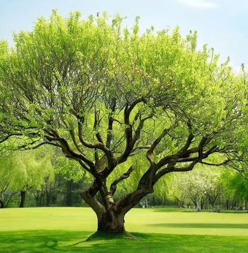 Vista 5 de Prunus persica nemaguard (Nemaguard Peach) Semillas de árboles frutales, portainjertos populares utilizados en el cultivo de melocotoneros, semillas