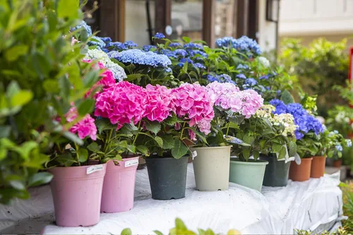 Vista 4 de Más de 100 semillas de hortensias mixtas para plantar Macrophylla Bola de nieve gigante Bonsái Hortensia Arbusto de rápido crecimiento