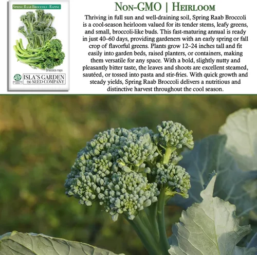 Vista 3 de Semillas de brócoli Raab Rapini de primavera, 300 semillas por paquete, semillas sin OMG, nombre botánico: Brassica oleracea, Isla's Garden Seeds