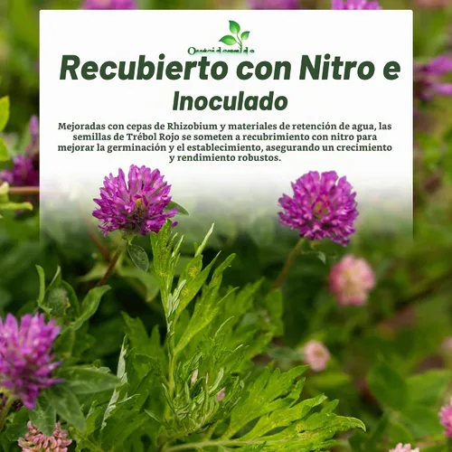 Vista 6 de Outsidepride - Semilla de leguminosa de trébol rojo para pasto, heno y mejora del suelo, 1/4 lb