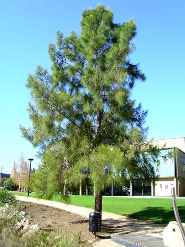 Vista 4 de Pine Tree Australian River Semillas Premium Casuarina cunninghamiana Plants'® (Semillas premium, 10)