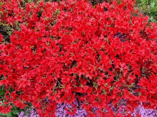 Vista 5 de 10 semillas de flores de arbusto Cumberlandense ROJO Cumberland Azalea Rhododendron Cumberlandense