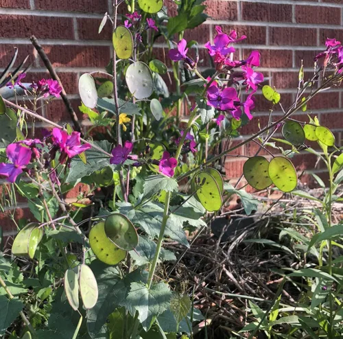 Vista 4 de Smoke Camp Crafts Semillas orgánicas de plantas de dinero (Lunaria Annua Violet) 25 semillas (0.02 oz) - Honesty, Moneywort, Moonwort, Silver Dollar